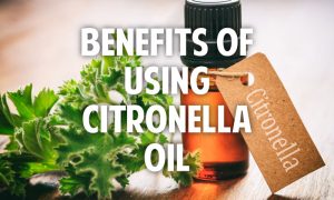 citronella oil and leaf