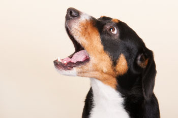 brown and black dog barking