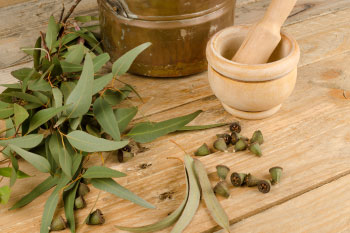 eucalyptus leaves and oil eucalyptus oil heals body