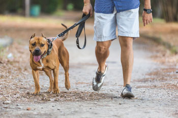 man walking dog reasons-pet-owners-healthier