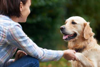 woman shaking paw of golden retriever in park reasons-pet-owners-healthier