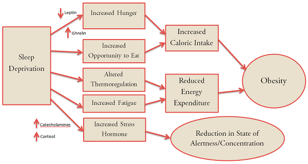 Sleep-leptin-grehlin-chart