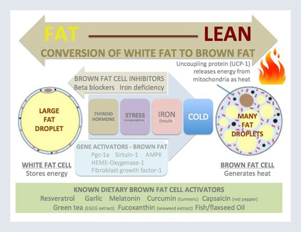 white-to-brown-fat