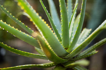 aloe vera plant