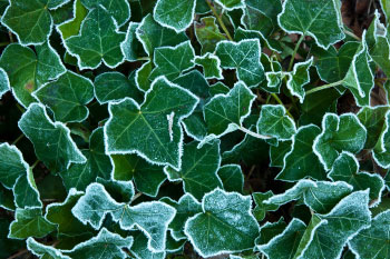 english ivy