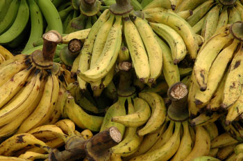 plantains weight loss