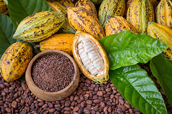 raw cacao seeds plant boosts health